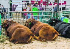 The Provincial Exhibition of Manitoba will not allow straw bedding to be used at this year’s Manitoba Royal Winter Fair but says exhibitors will be able to purchase bedding materials from the event’s stockpile or source their own shavings or wood chips.  |  Sandy Black photo