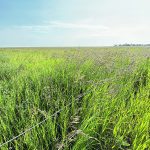 An Alberta rancher says the Agriculture Financial Services Corporation’s moisture deficiency insurance for tame and native forage can be problematic if precipitation recording stations are hit with an isolated shower that can distort the overall conditions in its coverage area. | File photo