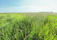 An Alberta rancher says the Agriculture Financial Services Corporation’s moisture deficiency insurance for tame and native forage can be problematic if precipitation recording stations are hit with an isolated shower that can distort the overall conditions in its coverage area.  |  File photo