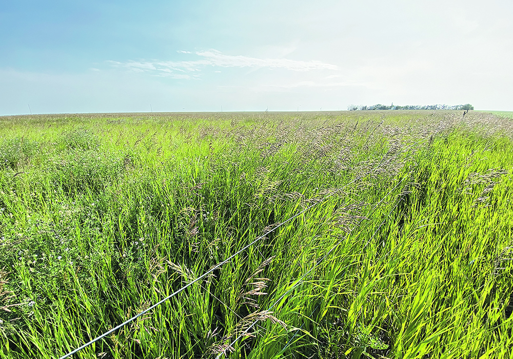 An Alberta rancher says the Agriculture Financial Services Corporation’s moisture deficiency insurance for tame and native forage can be problematic if precipitation recording stations are hit with an isolated shower that can distort the overall conditions in its coverage area.  |  File photo