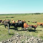 Producers with experience in rotational grazing say it allows for more animal units per acre, improves forage health, lengthens the grazing season, lowers parasite burden and leads to healthier pastures and better regrowth. | File photo