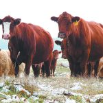 This year, during calving season, I encourage you to consider tracking the calving distribution. It will provide more information than simply evaluating open rates. | File photo