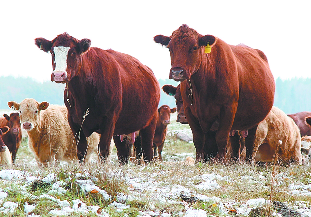 This year, during calving season, I encourage you to consider tracking the calving distribution. It will provide more information than simply evaluating open rates. | File photo