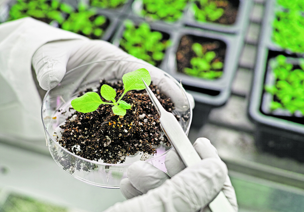 Tracy Broughton, executive director of SaskCanola, said the problem lies with Ottawa’s new Sustainable Canadian Agricultural Partnership, a five-year, $3.5 billion agricultural policy framework that runs from 2023-28. | Getty Images