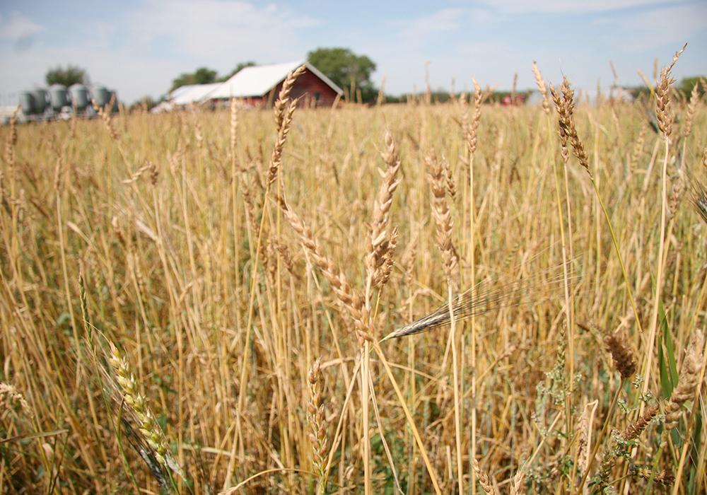 Canadian Organic Growers (COG) has partnered with the Canadian Organic Trade Association and the Organic Federation of Canada to develop an Organic Action Plan. Recommendation 1.1 in the plan is setting “national targets for organic growth,” including farm area and the number of farmers. | File photo