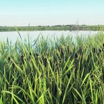 Saskatchewan’s proposed wetland stewardship policy has been criticized for a lack of meaningful enforcement and an inadequate ability to separately manage runoff and permanent wetlands. | File photo