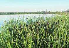 Saskatchewan’s proposed wetland stewardship policy has been criticized for a lack of meaningful enforcement and an inadequate ability to separately manage runoff and permanent wetlands.  |  File photo