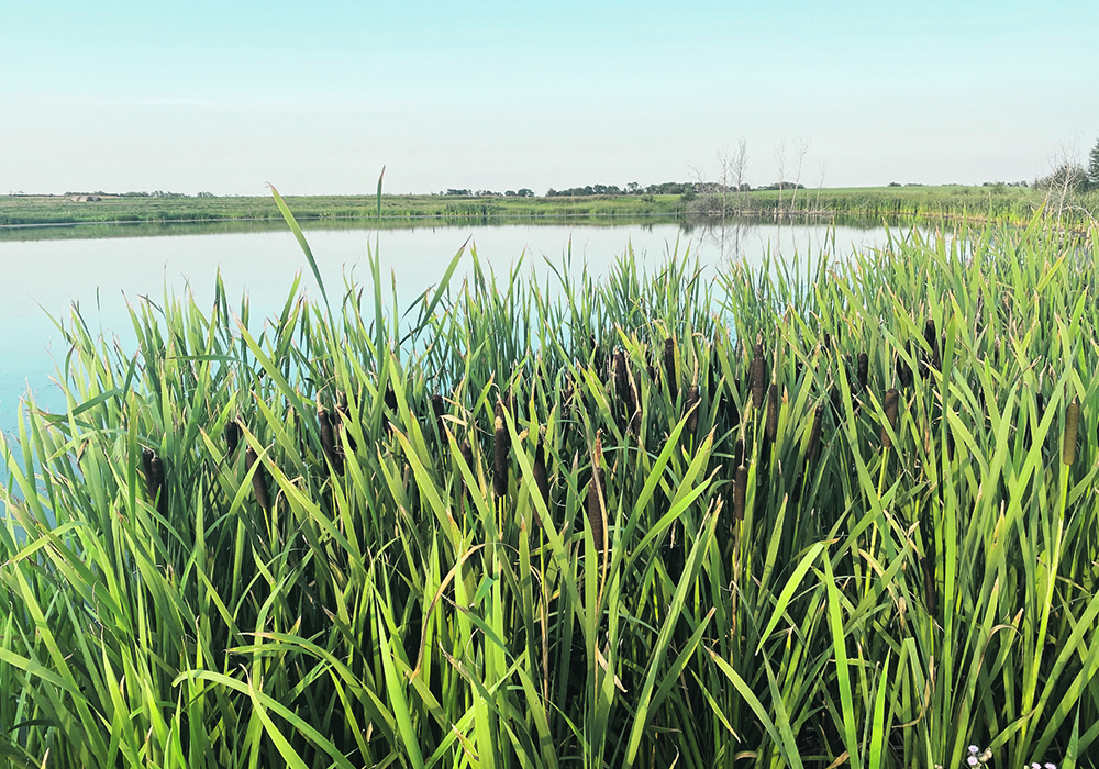 Saskatchewan’s proposed wetland stewardship policy has been criticized for a lack of meaningful enforcement and an inadequate ability to separately manage runoff and permanent wetlands.  |  File photo