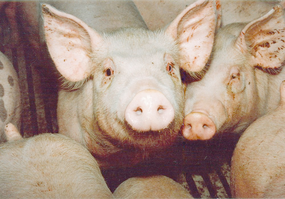 The January U.S. Department of Agriculture world supply and demand report forecast shows 2024 U.S. pork production rising to 27.99 million pounds, up 2.4 percent over last year. Those numbers are not a basis for strong price increases. | File photo