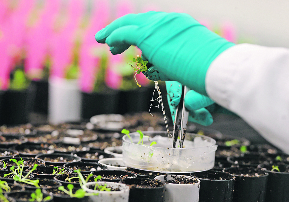 The new reality is that crop breeding is gradually becoming a private enterprise, and that likely means extra costs. | Reuters photo