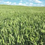 Rye is expected to particularly benefit from the merger of Saskatchewan’s two winter cereals groups. | File photo