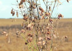 A short-term goal for the Strategic Research Initiative in Saskatchewan is to determine how long growers should wait before growing lentils and peas again in the same field.  |  File photo
