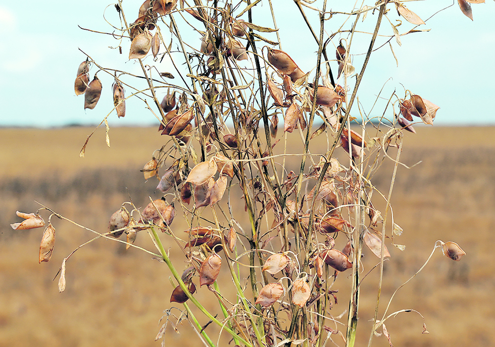 A short-term goal for the Strategic Research Initiative in Saskatchewan is to determine how long growers should wait before growing lentils and peas again in the same field.  |  File photo