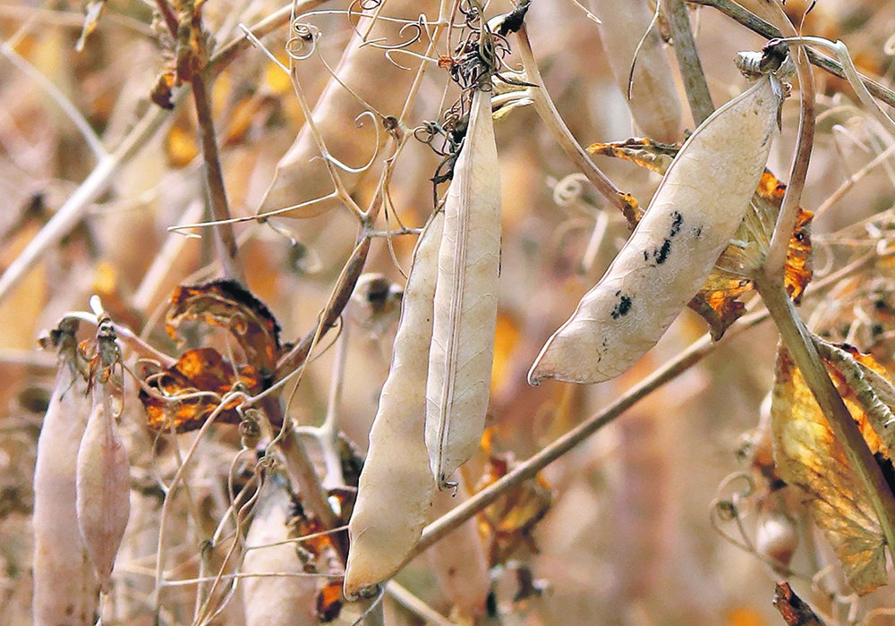 Saskatchewan Pulse Growers signed a research funding agreement with Limagrain in 2022 that includes variety use agreements. The deal came under fire at the group’s recent annual meeting. | File photo