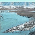 The project will use the South Saskatchewan River Operational Model (SSROM) to determine how to best develop infrastructure to benefit Albertans, said Margo Jarvis Redelback, executive director of the Alberta Irrigation Districts Association. | File photo