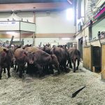 A consultant says the financial realities of the market mean producers cannot assume their usual time to market is best for the bottom line, nor should they necessarily emulate what their neighbours do. | File photo