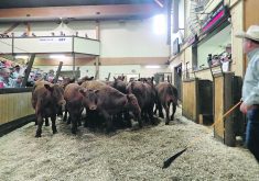 A consultant says the financial realities of the market mean producers cannot assume their usual time to market is best for the bottom line, nor should they necessarily emulate what their neighbours do.  |  File photo