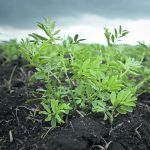 The free online Aphanomyces Risk Evaluation App (AREA) uses satellite and drone-based data to predict aphanomyces in lentils, offering a history of every field on the Prairies going back 13 years. Other online resources offer field trial data and a decision-making tree to help guide fungicide decisions. | File photo