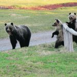 There were 87 occurrences involving grizzly bears in southwestern Alberta in 2021. | Photo supplied by Spencer Rettler