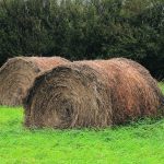 The United Nations’ Environment Programme estimates that livestock emissions constitute roughly 32 percent of human-caused methane, but a Saskatchewan cattle producer conducting research into forage production says such estimates fail to consider the steps Canadian producers have taken to sequester more atmospheric carbon in the soil. | File photo