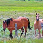 The most common use of microchips for animals is to permanently identify dogs and cats, but other species can also benefit. Horses are being microchipped with increasing frequency. | Alex McCuaig photo