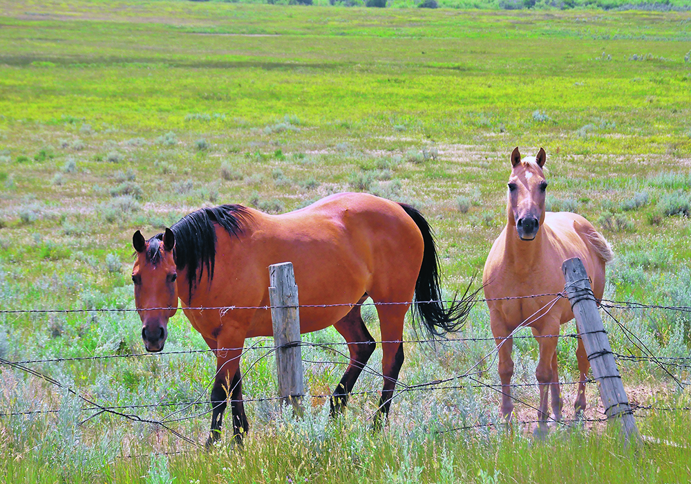 The most common use of microchips for animals is to permanently identify dogs and cats, but other species can also benefit. Horses are being microchipped with increasing frequency.  |  Alex McCuaig photo