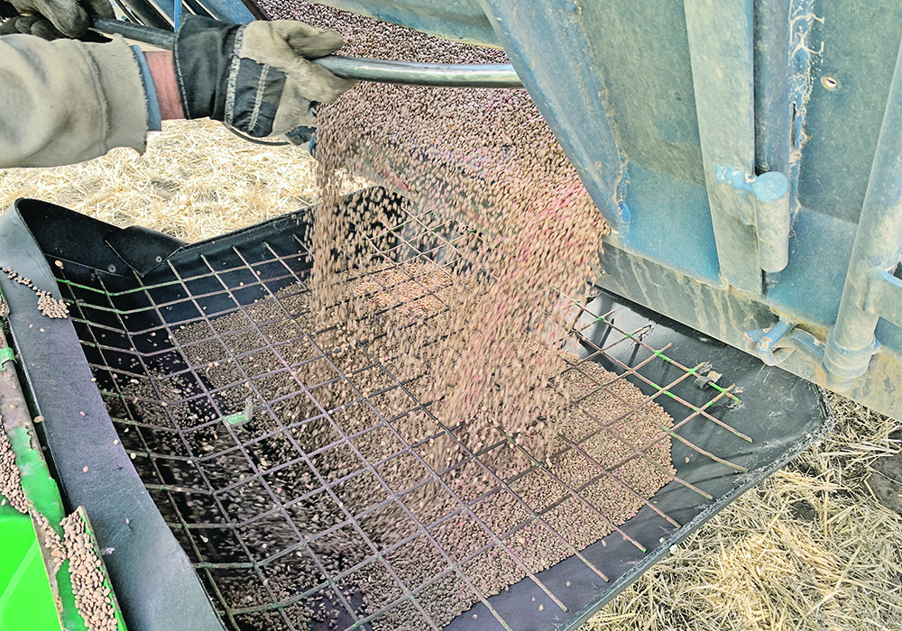 Farmers will plant more lentils than peas for the eighth time in the last 10 years. Pulses are forecast to have good returns compared to other crops, said Agriculture Canada. | File photo