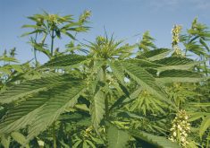 Since canola prices have dropped below $14 per bu., some farmers may be thinking more seriously about hemp, and acreage could climb in 2024. | File photo