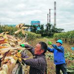 Chinese corn yields have averaged 101 bushels per acre in the last five years compared to 173 bu. in the United States. | Reuters/Thomas Peter photo