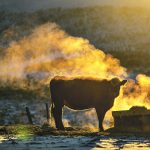 Producers may need to more closely inspect their herds this winter, even if cows visually appear to look healthy. | Mike Sturk photo