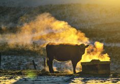 Producers may need to more closely inspect their herds this winter, even if cows visually appear to look healthy.  |  Mike Sturk photo