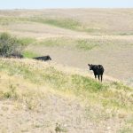 In addition to the expansion of eligible regions, the deadline for applying for funds under the Canada-Alberta Drought Livestock Assistance program has been extended to Feb. 22. | File photo