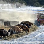 Canadian farmers complain they have been effectively shut out of the British beef market because of regulations banning the use of hormones. | File photo