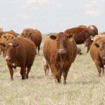 Saskatchewan agriculture minister David Marit announced $6.8 million in beef and forage research funding Jan. 23, which is 14 percent higher than the 2023 program. | File photo