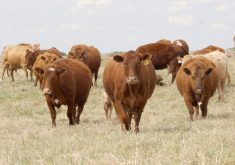 Saskatchewan agriculture minister David Marit announced $6.8 million in beef and forage research funding Jan. 23, which is 14 percent higher than the 2023 program. | File photo