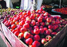 An oat starch formulation might be able to protect fruits and vegetables from early spoilage by either spraying it on produce or washing produce in an oat starch bath.  |  File photo
