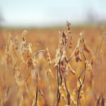 Lower protein is one of the challenges facing prairie soybean production. | File photo