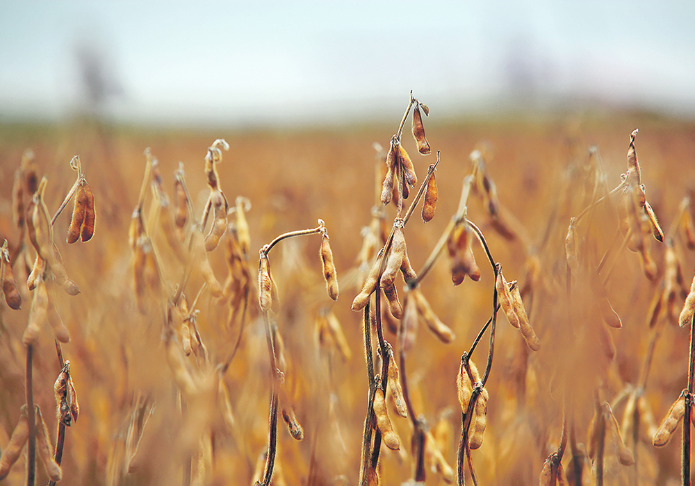 Lower protein is one of the challenges facing prairie soybean production. | File photo