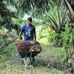 An Indonesian migrant worker pushes a cart as he collects bunches of palm oil fresh fruit during harvest at a Malaysian plantation. | Reuters/Hasnoor Hussain photo