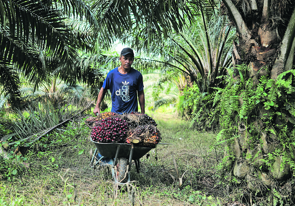 An Indonesian migrant worker pushes a cart as he collects bunches of palm oil fresh fruit during harvest at a Malaysian plantation.  |  Reuters/Hasnoor Hussain photo