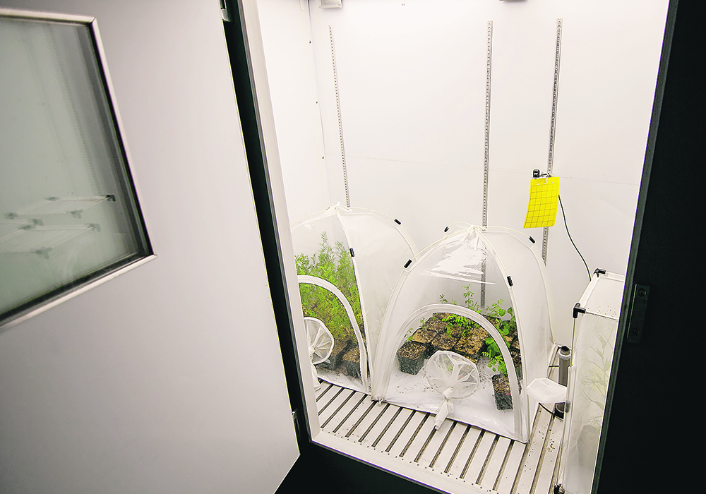 These lentils are grown in isolation in a specialized growth chamber at the U of S controlled environment facility.  |  USask/Christina Weese photo