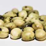 Newer varieties of fababeans are now smaller and rounder, which is better fit for the food industry. They are also low in vicine, a chemical compound in fababeans. A percentage of the population cannot tolerate vicine, but the new varieties of faba have mostly resolved that issue. | Robert Arnason photo