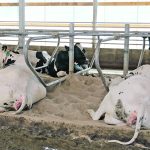 Sand bedding is considered the best bedding type in free stalls when it comes to cow lameness prevention. | File photo