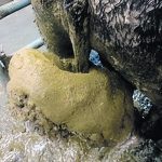 Manure balls can form rapidly on cattle’s tails in extremely cold weather. They cannot be ignored. | Roy Lewis photo