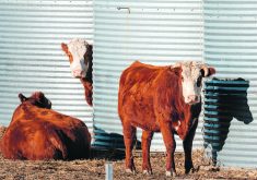 An Agriculture Canada study that compared emissions associated with producing beef between 1981 and 2011 found a 15 percent reduction per kilogram of beef.  |  Mike Sturk photo