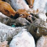 Some delegates to the Saskatchewan Cattlemen’s Association annual meeting worried a check-off increase would result in more refund requests. | File photo