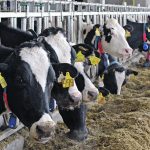Bovaer neutralizes methane in the rumen. When microbes in the rumen break down feed, hydrogen and carbon dioxide are released. These two gases are combined in the presence of an enyzme. Bovaer works by suppressing the enzyme and reducing the amount of methane that is created. | File photo