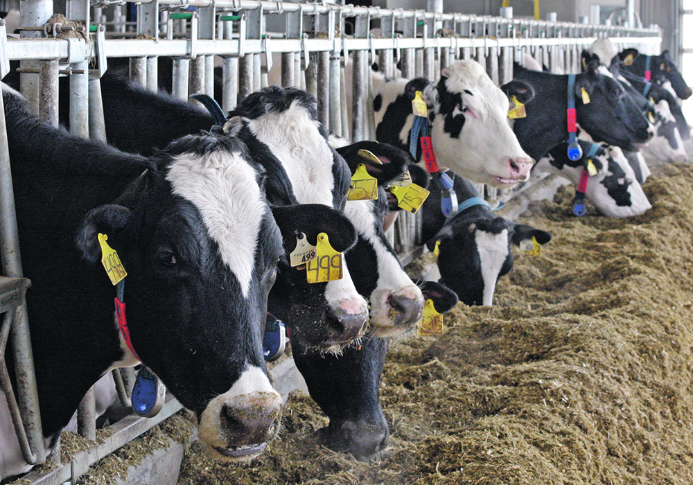 Bovaer neutralizes methane in the rumen. When microbes in the rumen break down feed, hydrogen and carbon dioxide are released. These two gases are combined in the presence of an enyzme. Bovaer works by suppressing the enzyme and reducing the amount of methane that is created.  |  File photo
