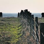 The Canadian Cattle Association says the federal government should “take beef completely off the table” if the United Kingdom leaves trade talks with Canada. | File photo