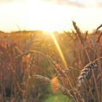 While El Nino/La Nina can affect where pressure highs and lows are and how long they stay in place, I’m undecided about whether at this early point, we can make a prediction how the change will affect crop yields. | File photo